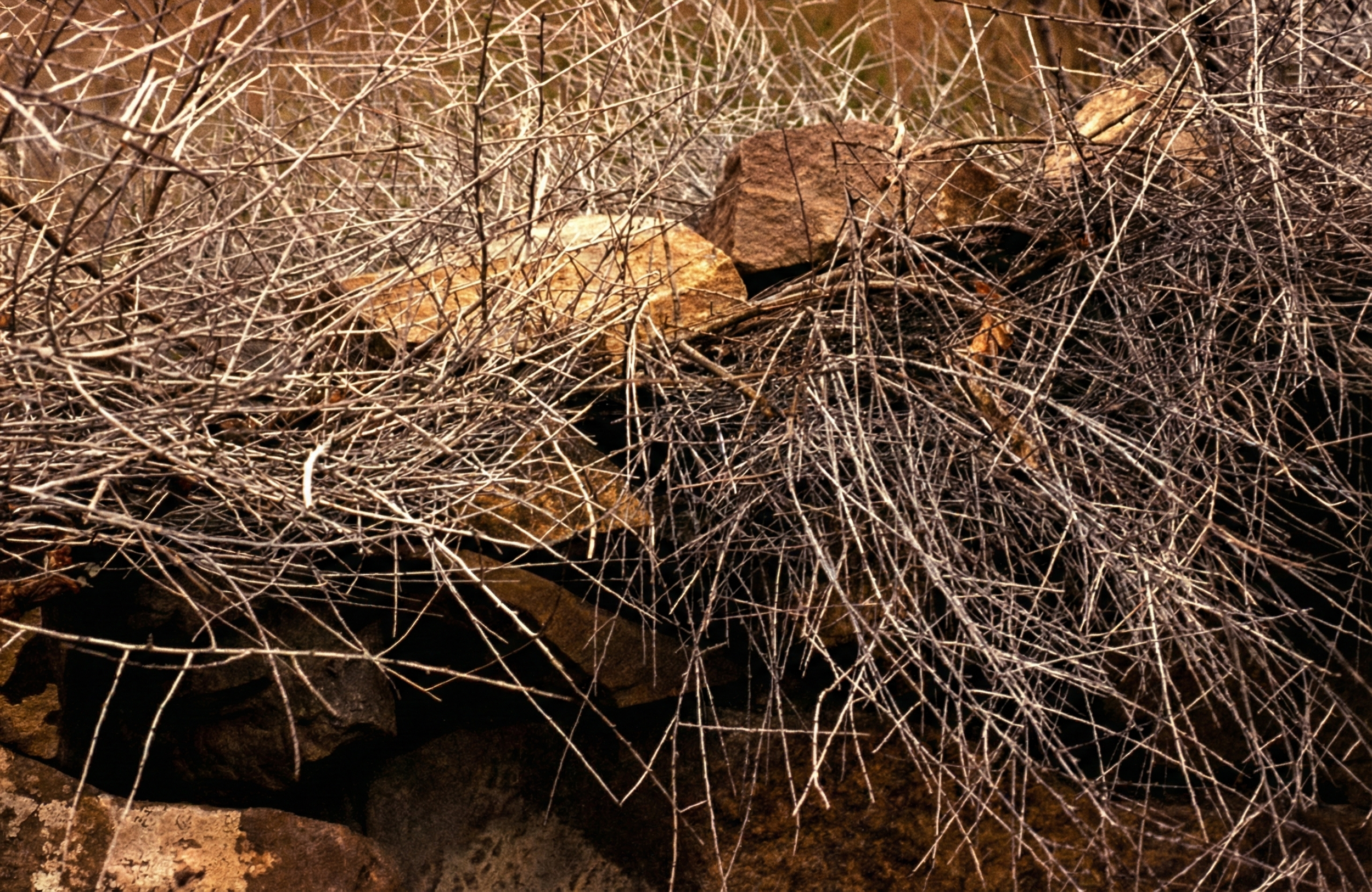 Nature Rocks  10.png