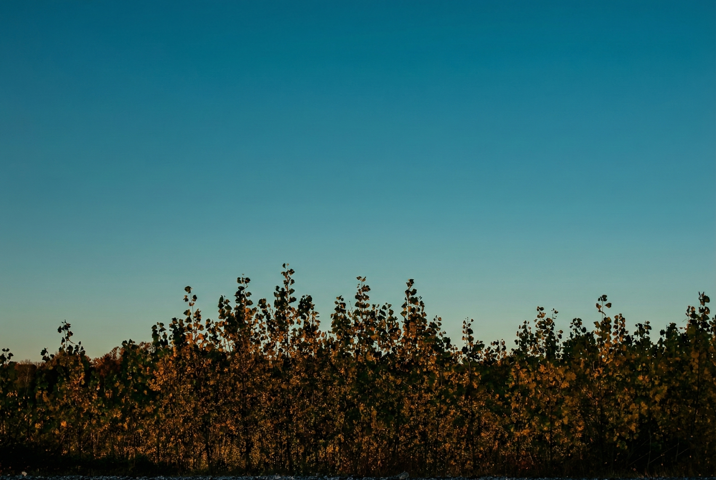 Nature Landscape  23.png