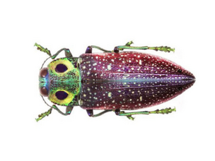 Close-up of a colorful beetle with a shiny, iridescent body and green and purple marking on its head.