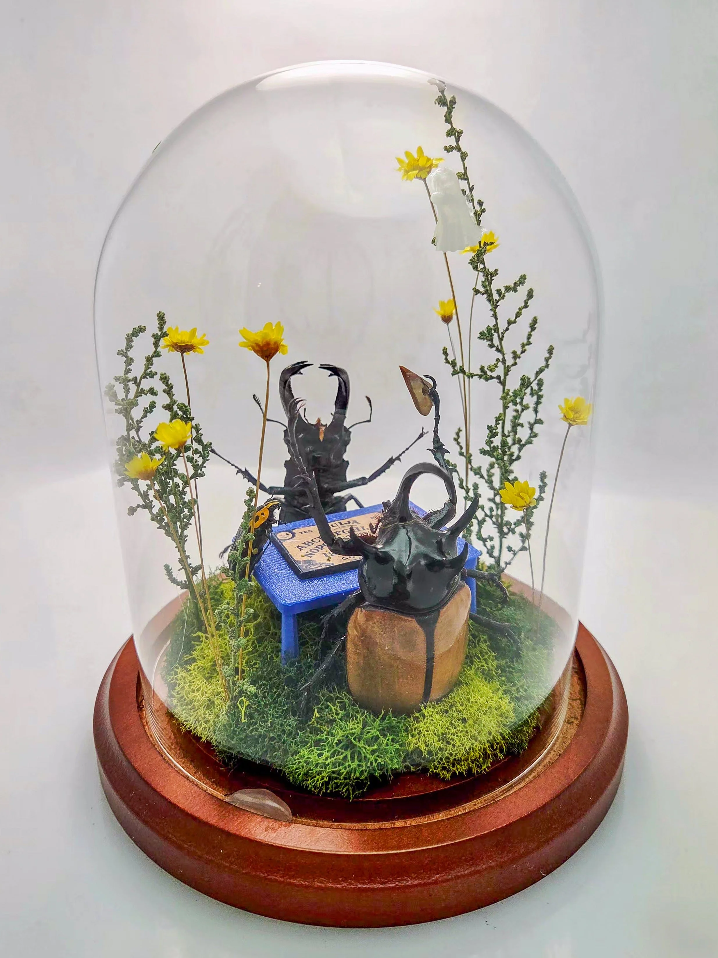Talking to the Dead- Handmade Insect Diorama