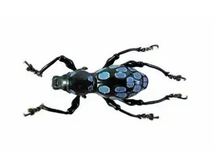 A black and blue beetle with six legs and patterned wings.