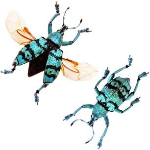 Two blue and black beetles with wings and antennae on a plain white background.