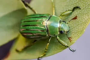 Close-up of a green beetle on a leaf.