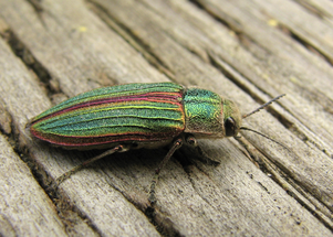 Colorful beetle on weathered wooden surface.