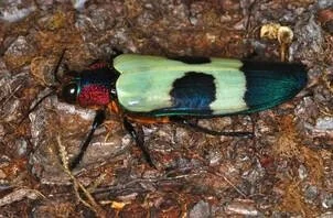 Colorful beetle with green and black wings and a red head on a tree bark.