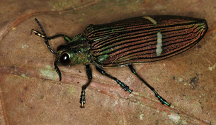 Close-up of a jeweled beetle with iridescent green and black coloration and striped wings, resting on a brown surface.