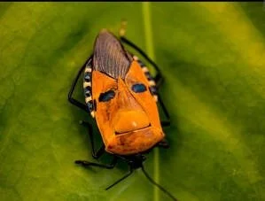 Close-up of an orange and black insect on a green leaf