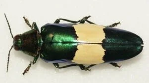 A beetle with a metallic green and black body and beige wings.