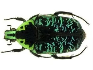 A beetle with bright green and black markings and a rounded body.