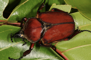 Close-up of a large red beetle on green leaves.