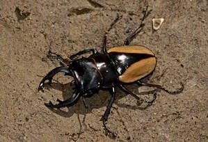 Large black beetle with tan markings on its back, on sandy ground.