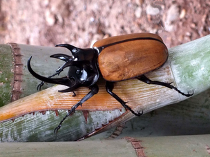 A large beetle with black horns and brown elytra on a piece of bamboo.