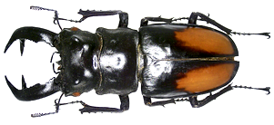 A large black beetle with orange markings on its back, shown from a top-down view.