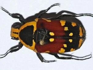 Close-up of a colorful beetle with black, yellow, and red markings.
