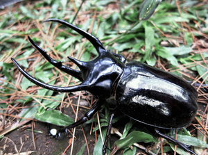 Large black beetle with prominent horns on green grass and leaves.