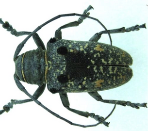A close-up of a beetle with a dark, speckled body and curved, segmented antennae.