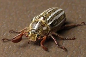 Close-up of a beetle with a brown and yellow striped body on a brown surface.