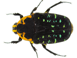 A black beetle with yellow markings on its head and orange markings on its body, and green spots on its wing covers.