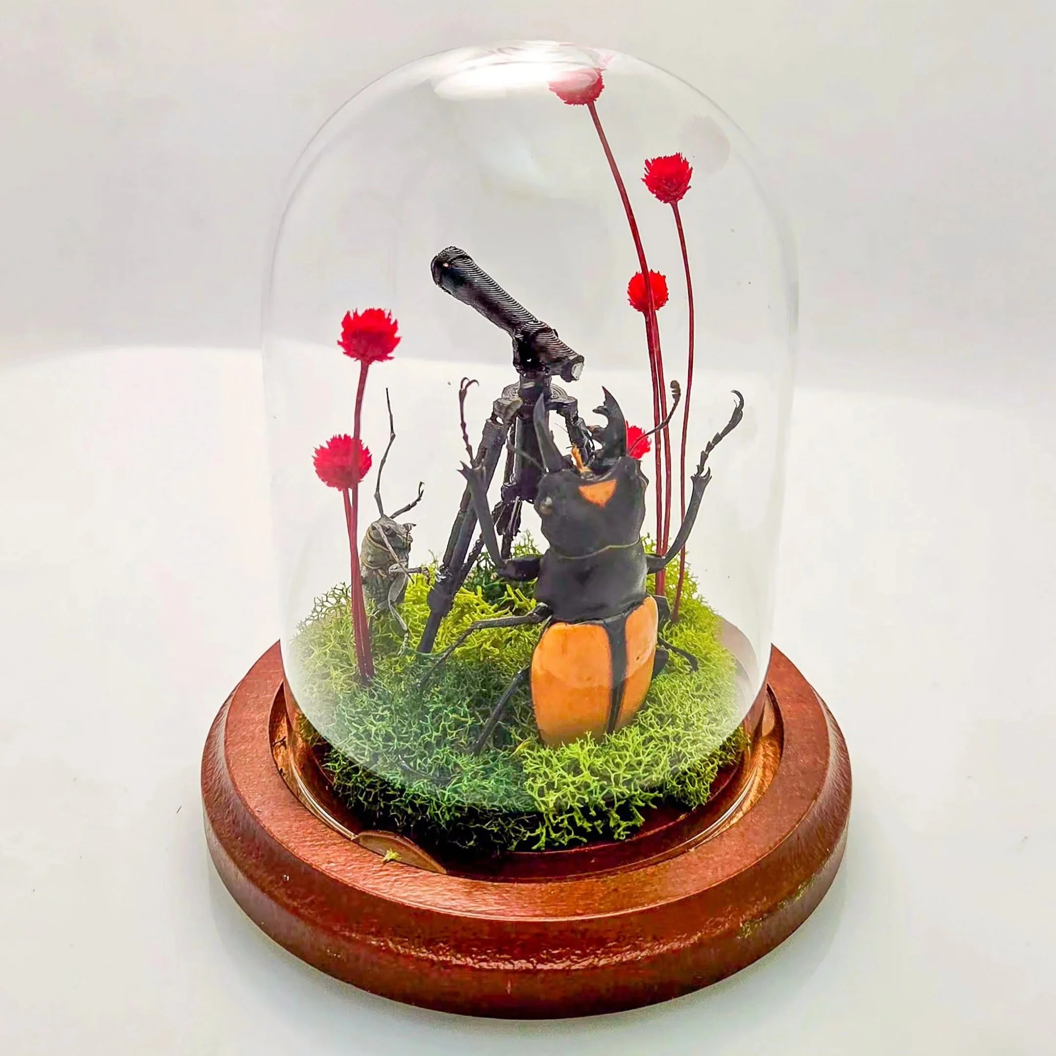 Star Gazing - Handmade Insect Diorama