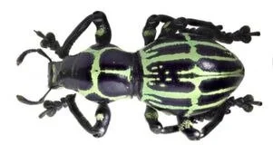 Colorful beetle with black and green striped pattern