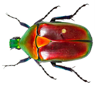 Colorful beetle with metallic green head and red and green wings