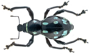 A black beetle with light blue spots on its back, six legs, and antennae.