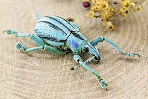 A metallic blue beetle with long antennae and legs, resting on a wood surface next to yellow flowers.