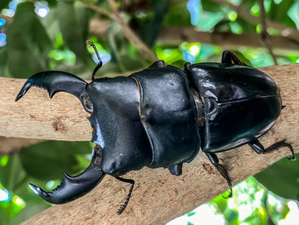 A large black stag beetle on a tree branch.