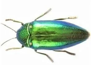 A metallic green beetle with an elongated body and six legs.