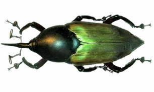 Close-up of a metallic green beetle with black legs, antennae, and head.