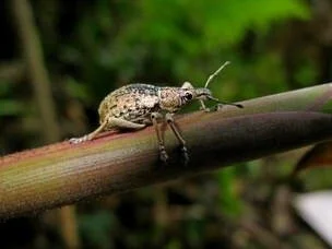 Close-up of a small insect on a bamboo stalk with a green blurred background.