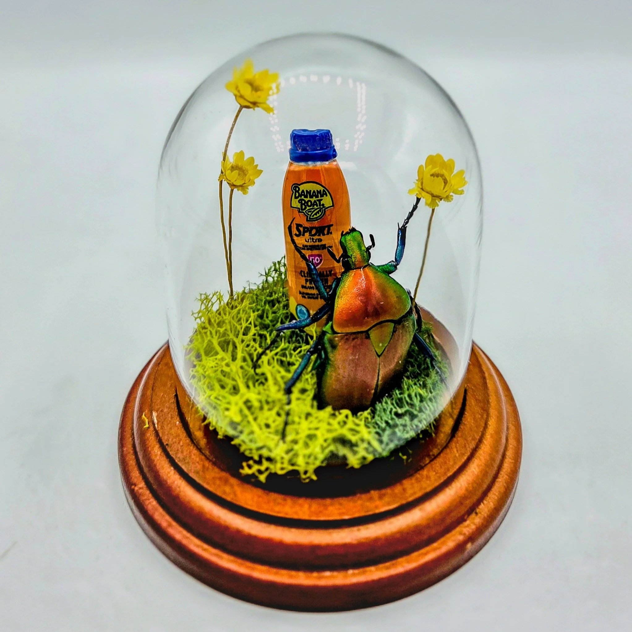 SPF 50 - Handmade Insect Diorama