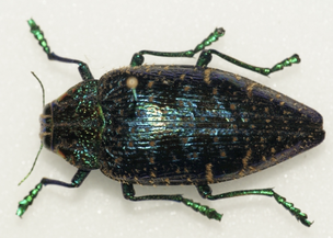 Close-up of a black beetle with green-tinted legs and metallic sheen on its body.