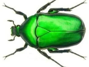 A shiny green beetle with black legs and antennae.