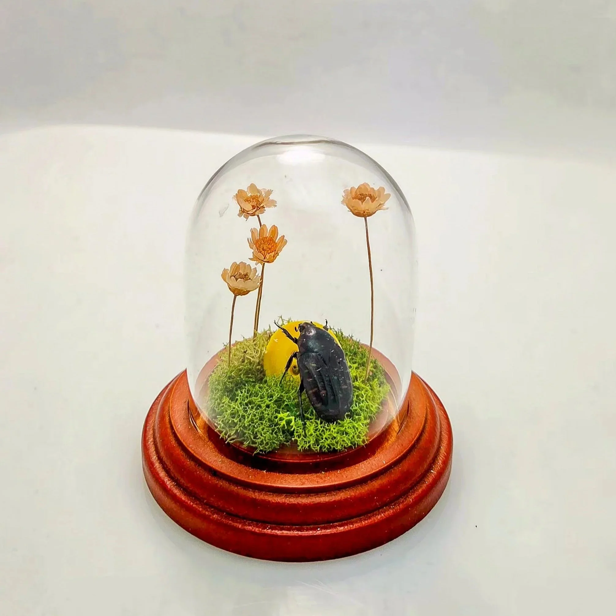 Button, button, who's got the button? - Handmade Insect Diorama