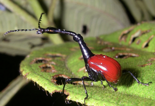 A black and red insect, possibly a firefly or beetle, crawling on a green leaf with holes.