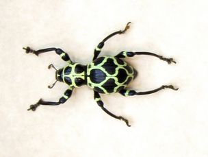 Colorful beetle with black and yellow-green patterned body on a white background.