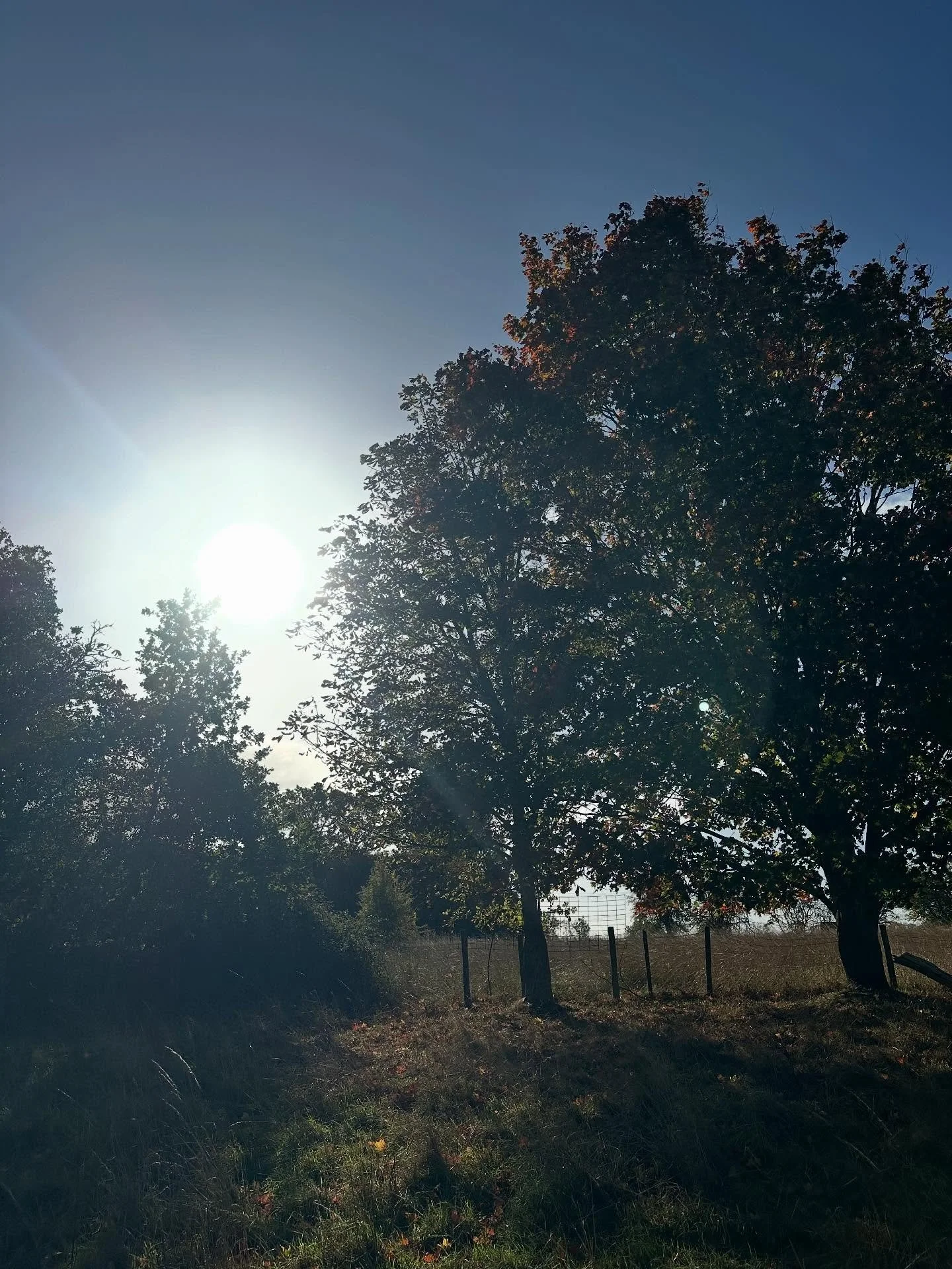 Another beautiful Sunday morning. Walking, talking, foraging, music, herbal tea, nature, all the good things for the soul 💚☀️🌿🍄🪶🎶☕️