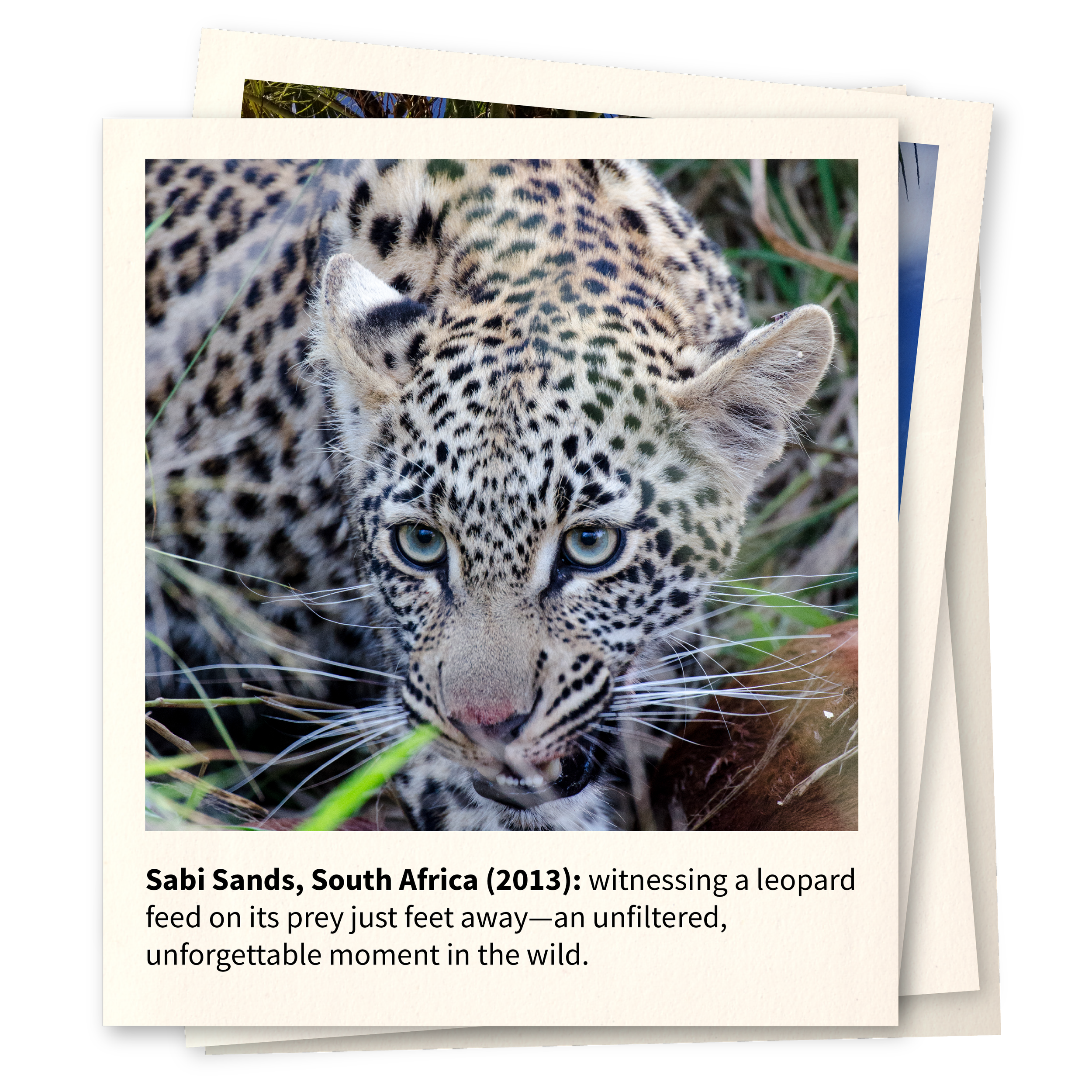 Sabi Sands, South Africa (2013): 