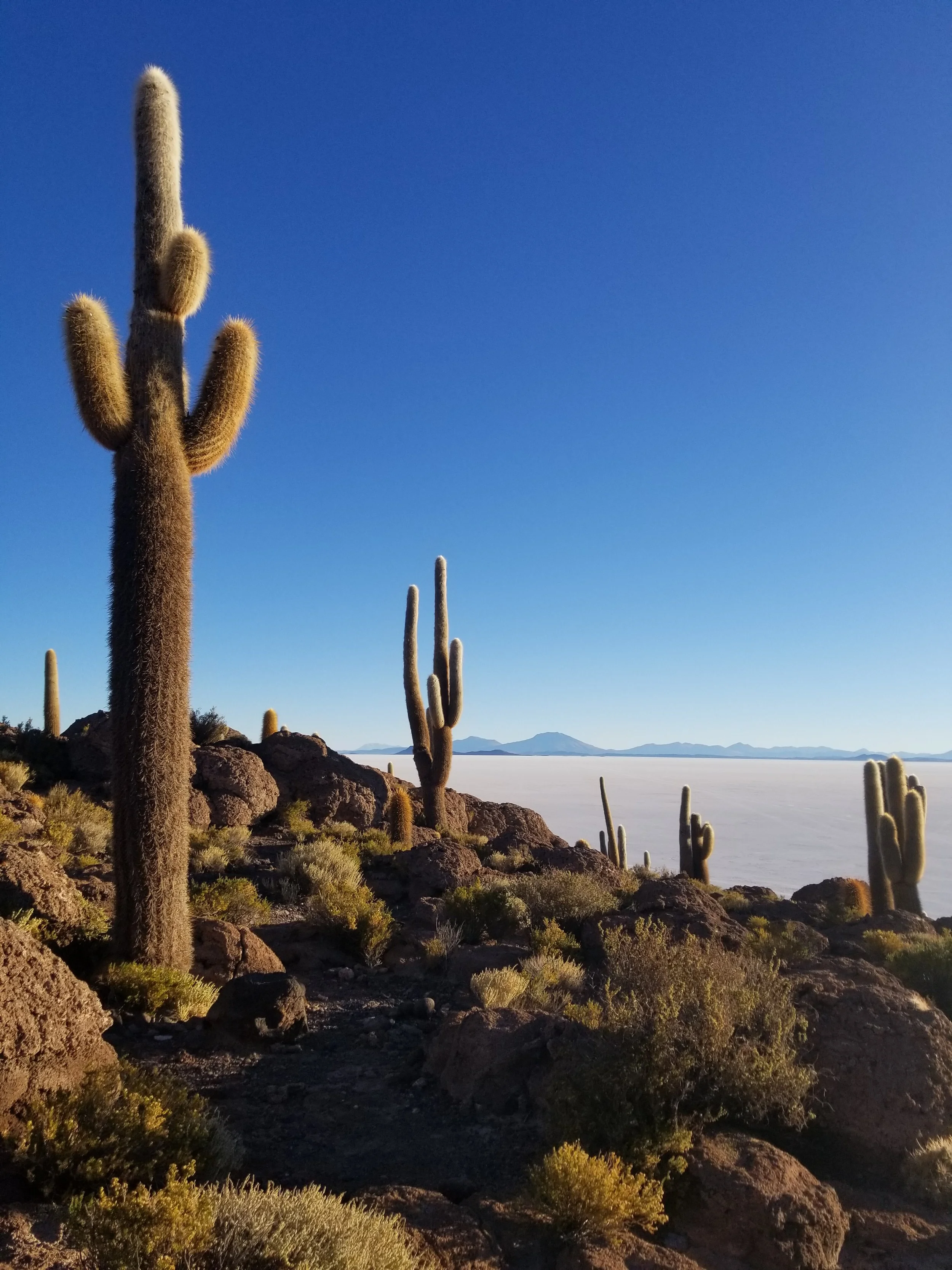 A photo of cacti in Isla Incahuasi, Bolivia.