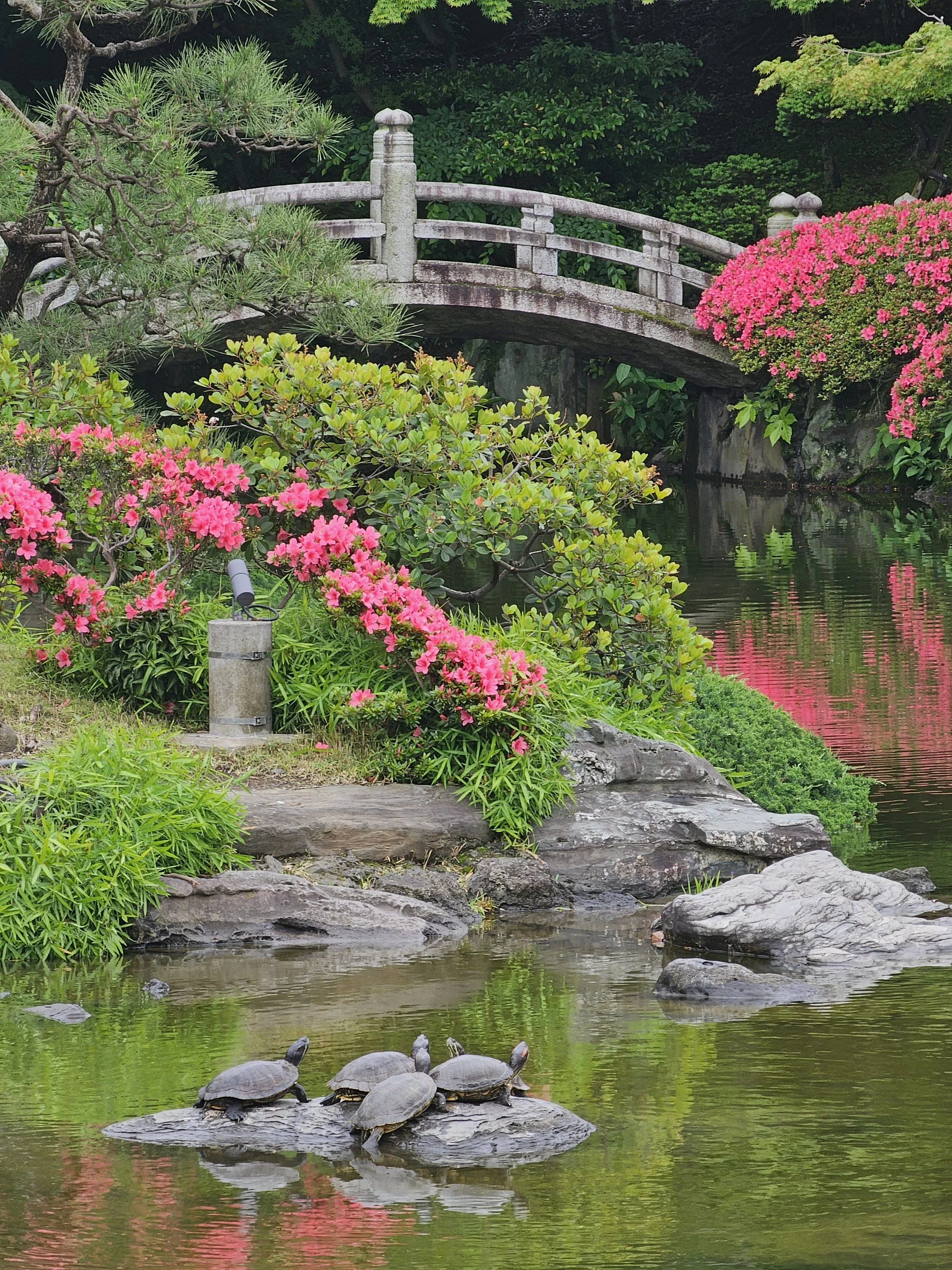A photo of a bridge and pink blossoms at Kyu Yasuda Garden, Tokyo, Japan