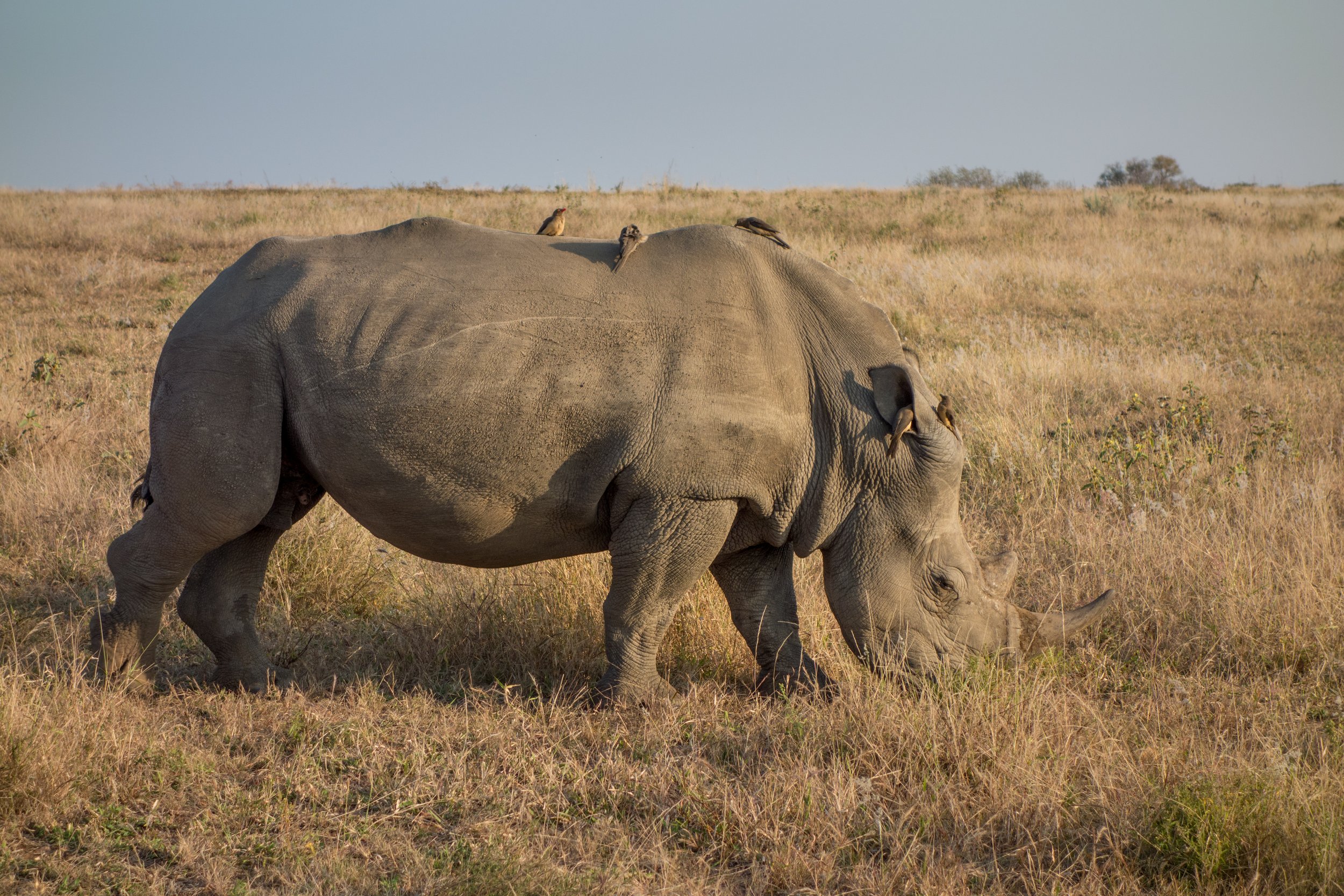 A photo of a rhino at Kapama Karula Private Game Reserve, South Africa