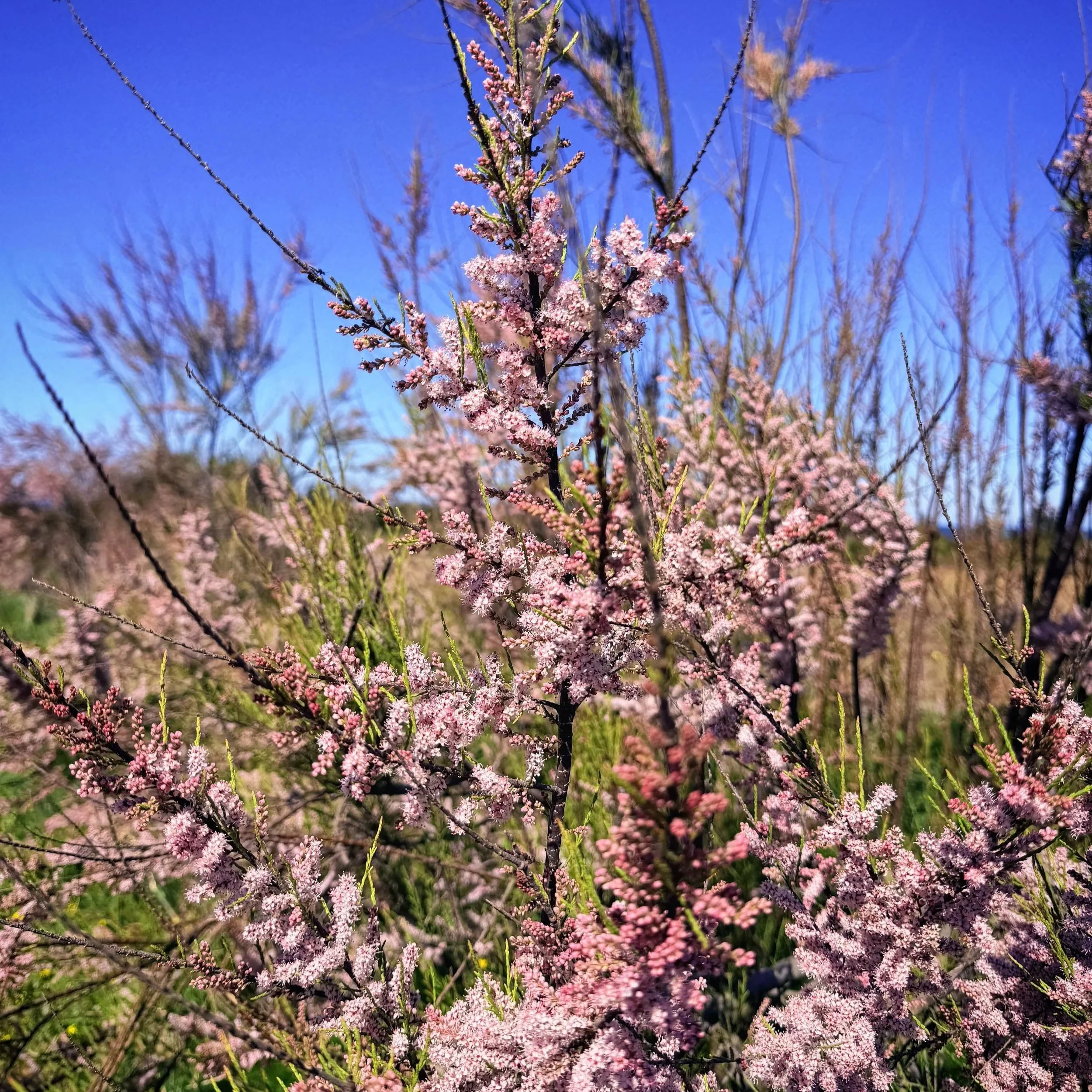 Camino de Santiago Part 2: Spring