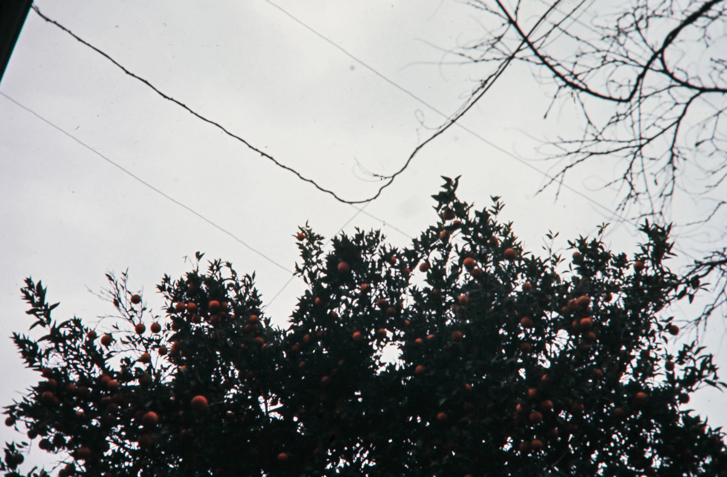 1966 Portillo Racing_016.JPG