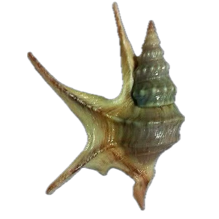 A seashell with multiple pointed and spiral spines on a black background.
