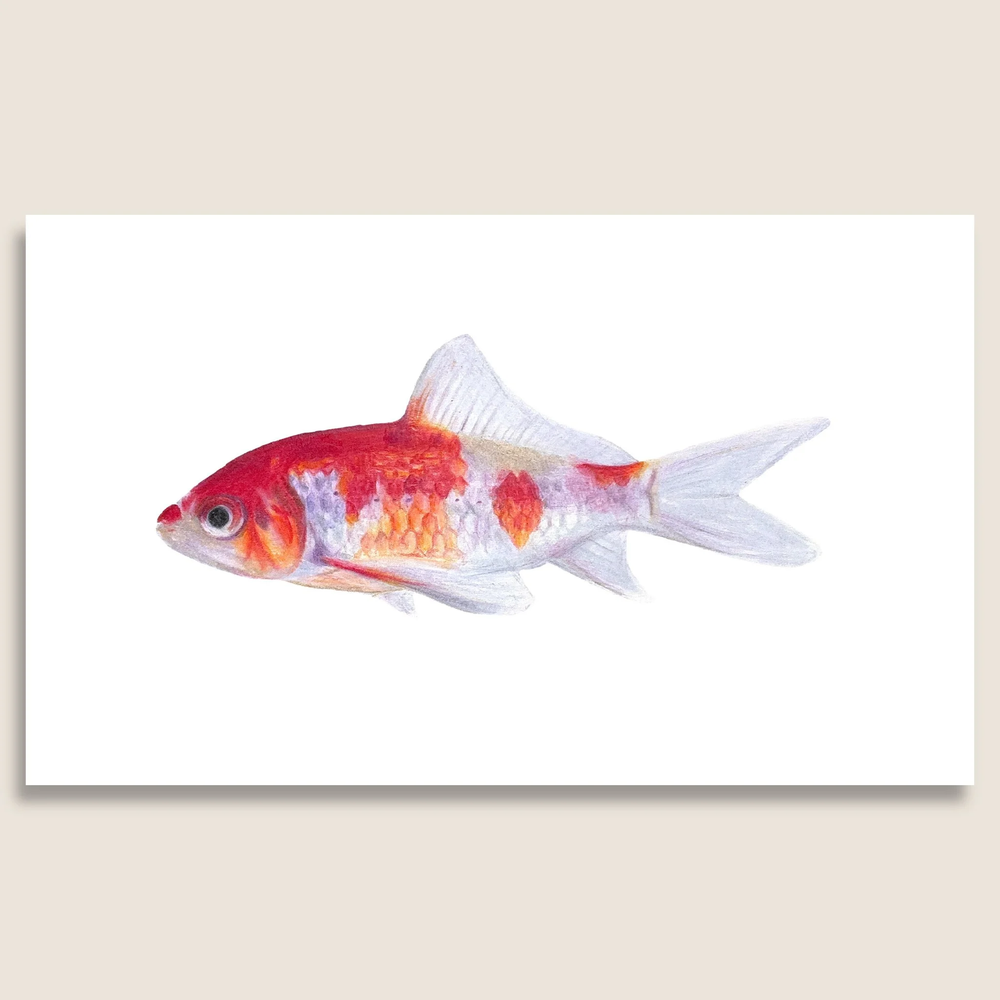Red Fish Print