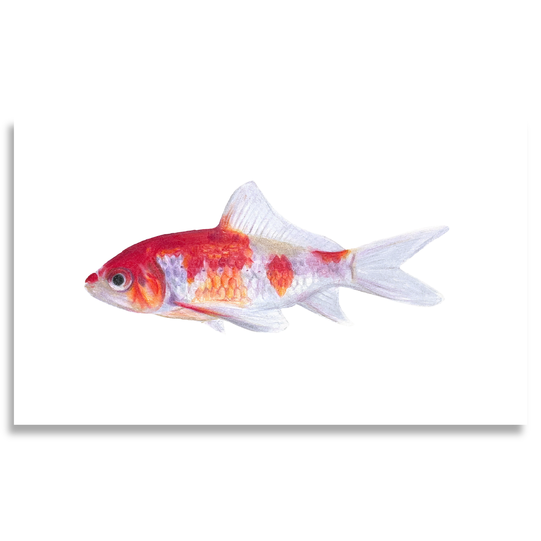 Red Fish Print