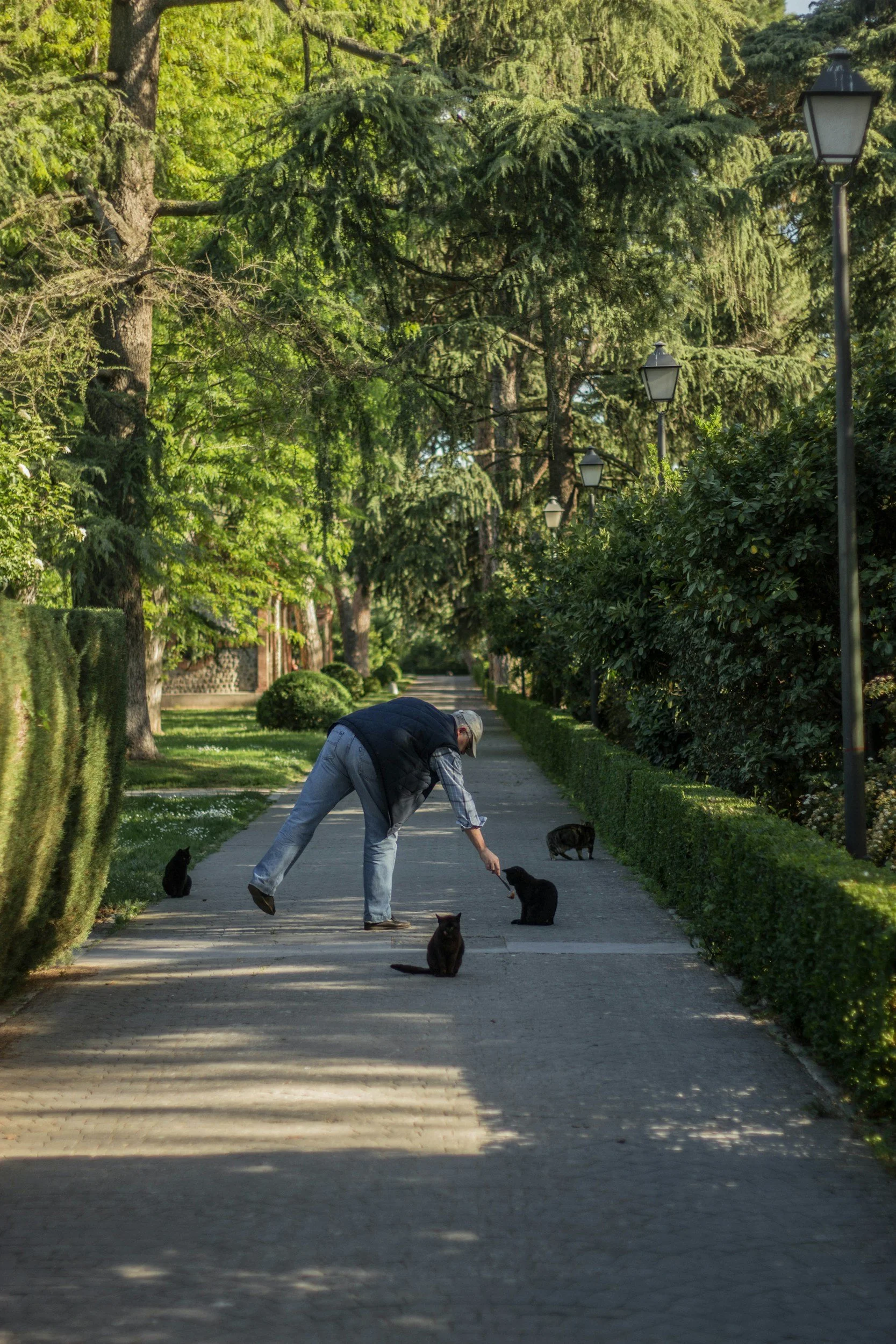 A man feeding black cats in a tree-lined park walkway during the daytime.