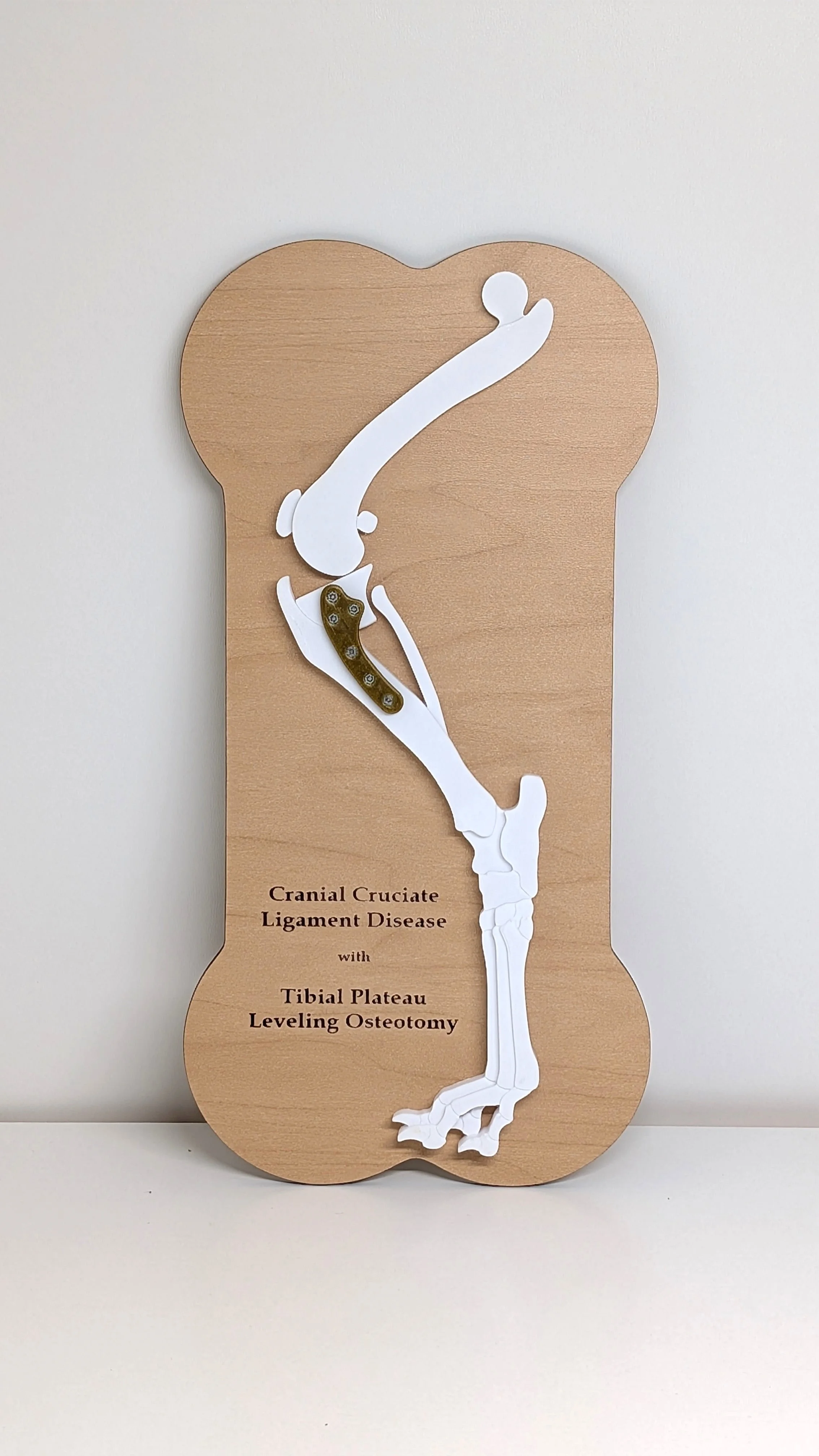 CCL/TPLO Model - No Logo