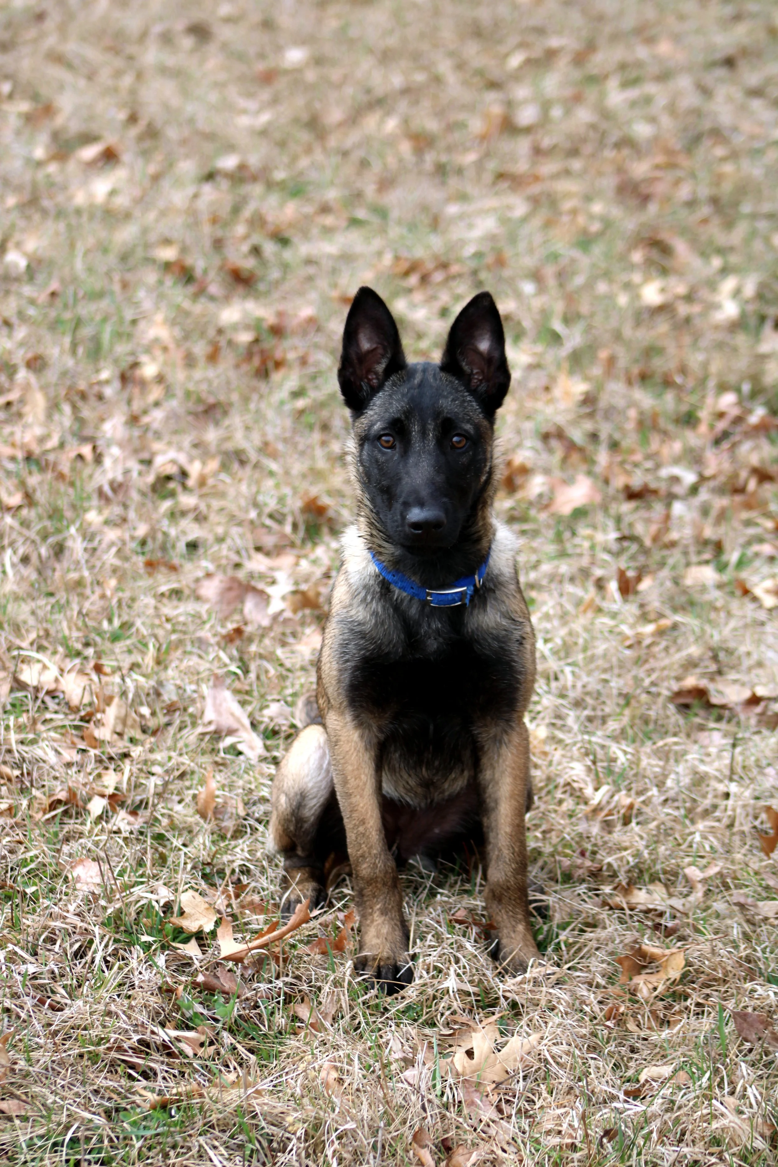 A young dog with black and tan fur, erect ears, and a blue collar sitting outdoors on dry grass with fallen leaves.